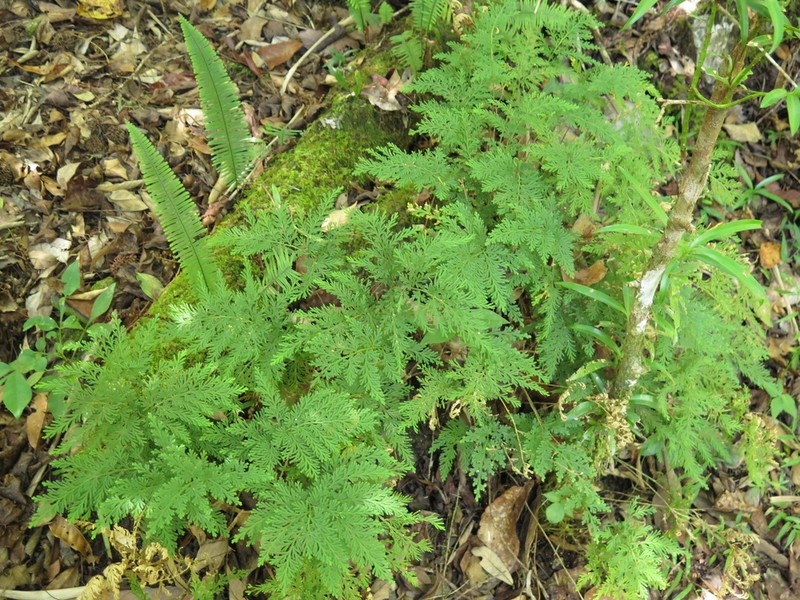 Selaginella pallescens photo 3