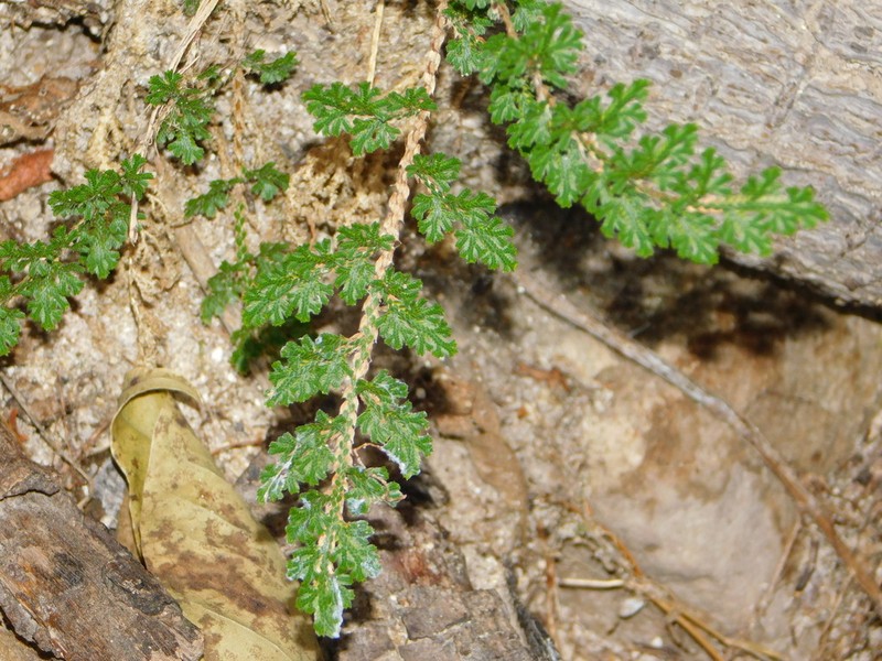 Selaginella pallescens photo 4