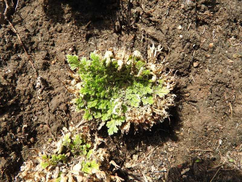 Selaginella pallescens photo 5
