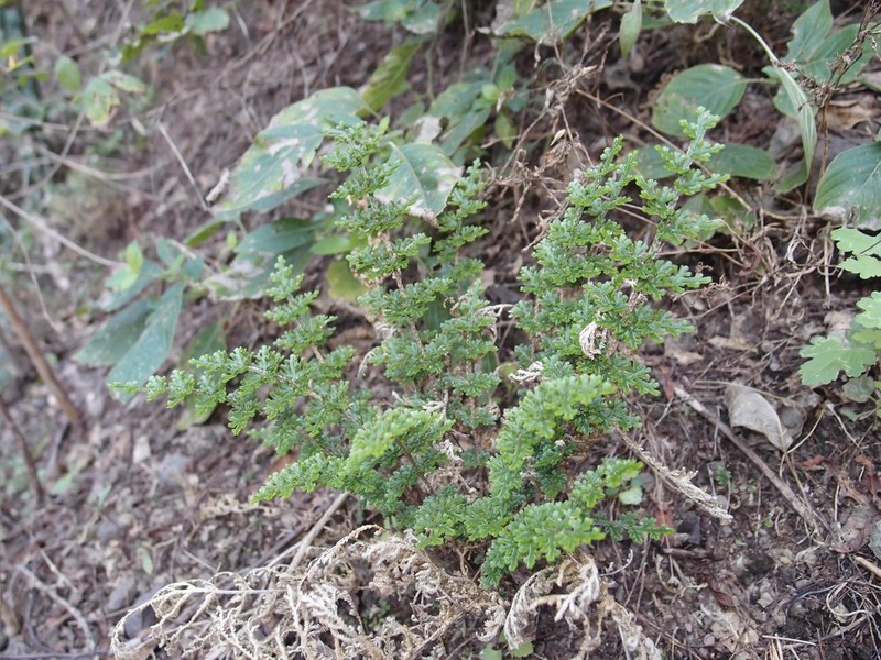 Selaginella pallescens photo 6