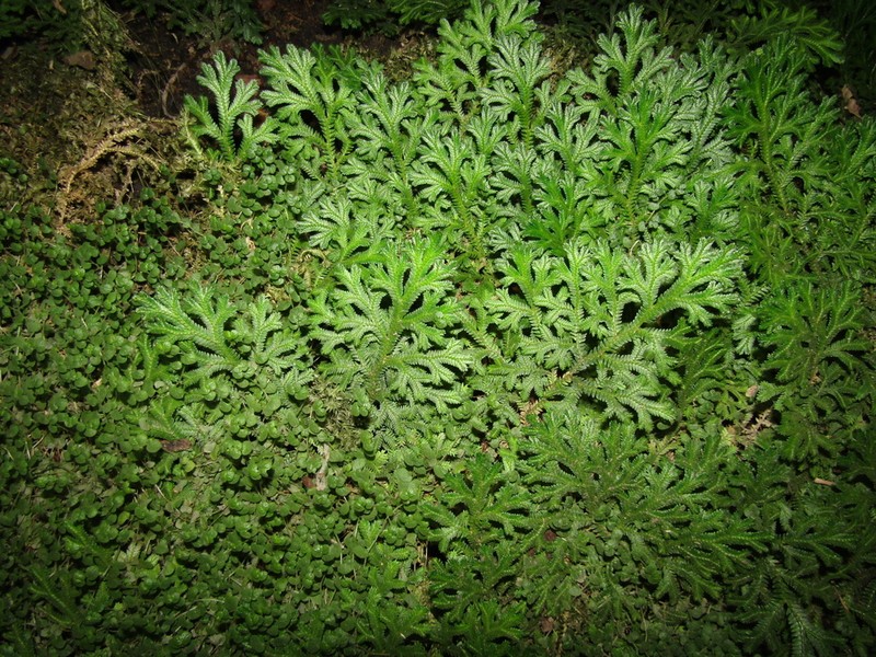 Selaginella pallescens photo 7