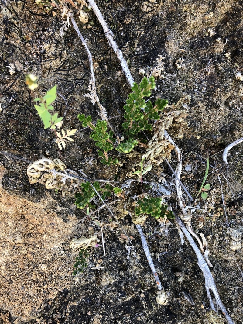 Selaginella pallescens photo 8