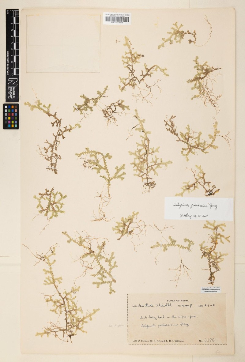 Selaginella pallidissima photo 2