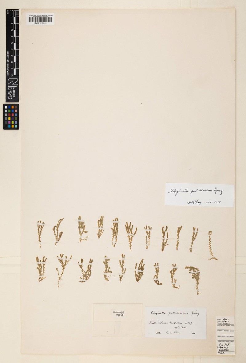 Selaginella pallidissima photo 3