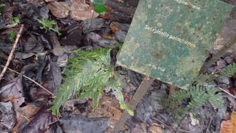 Selaginella palmiformis photo 3