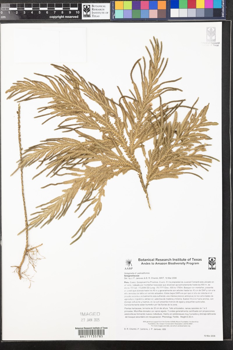 Selaginella palmiformis photo 4