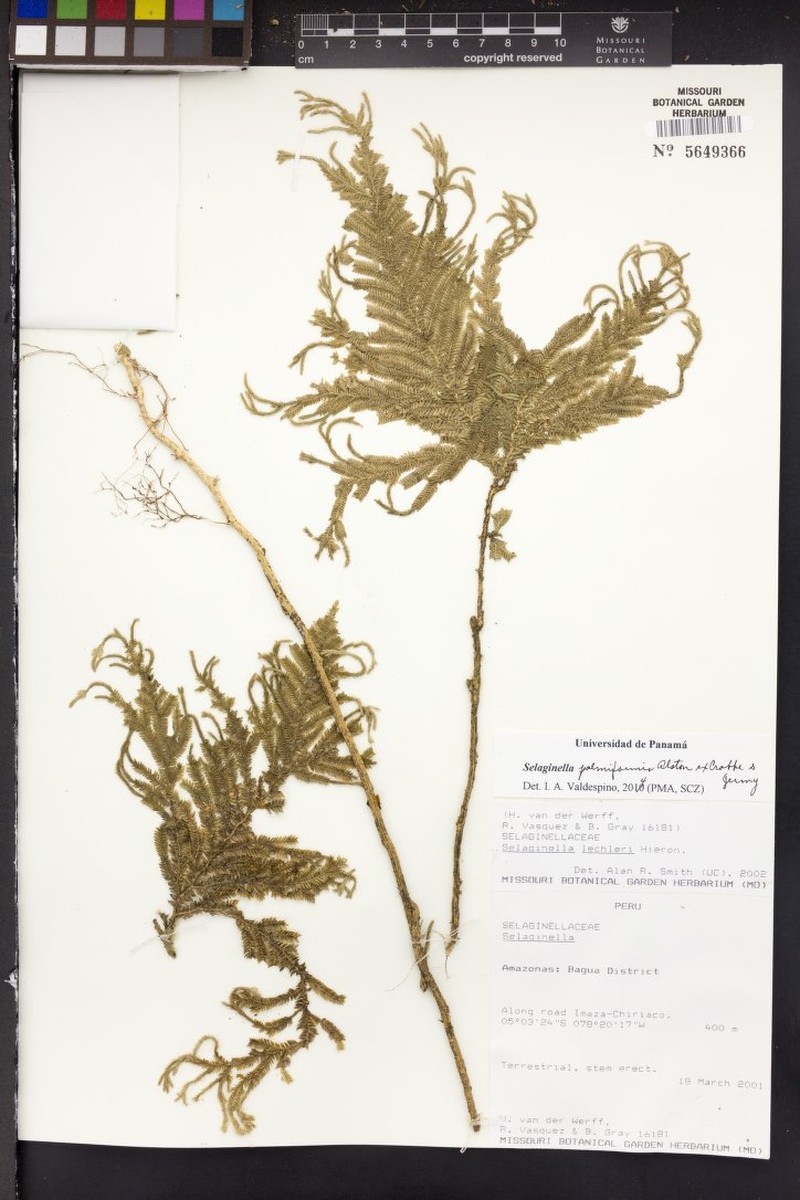 Selaginella palmiformis photo 5
