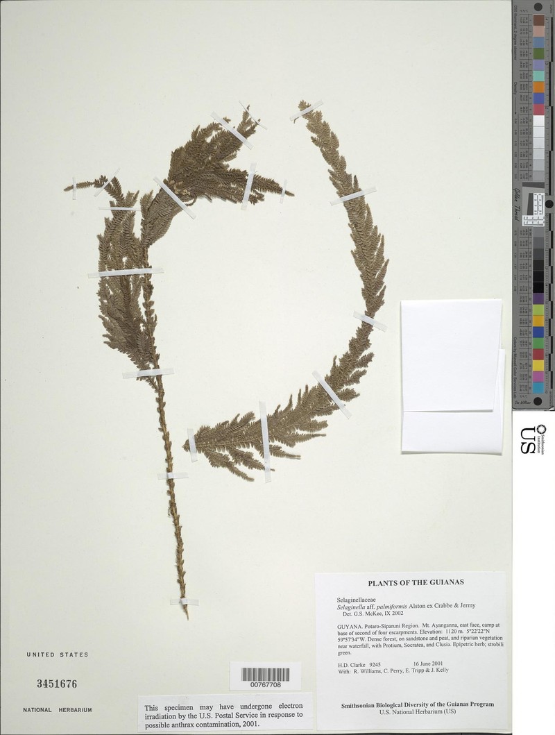 Selaginella palmiformis photo 6