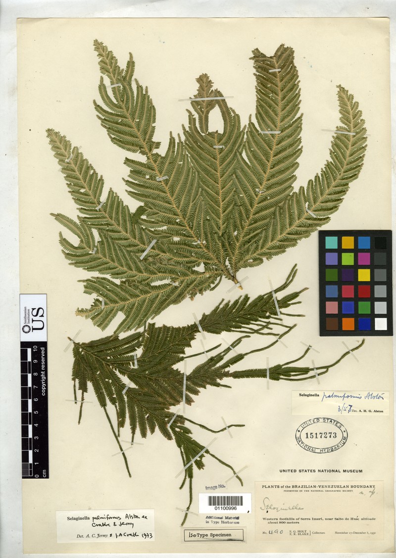 Selaginella palmiformis