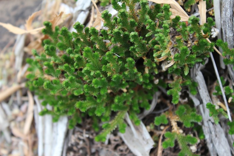 Selaginella parishii