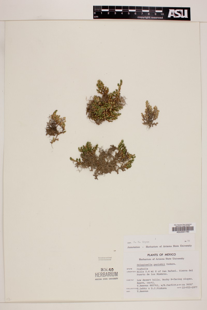 Selaginella parishii photo 2