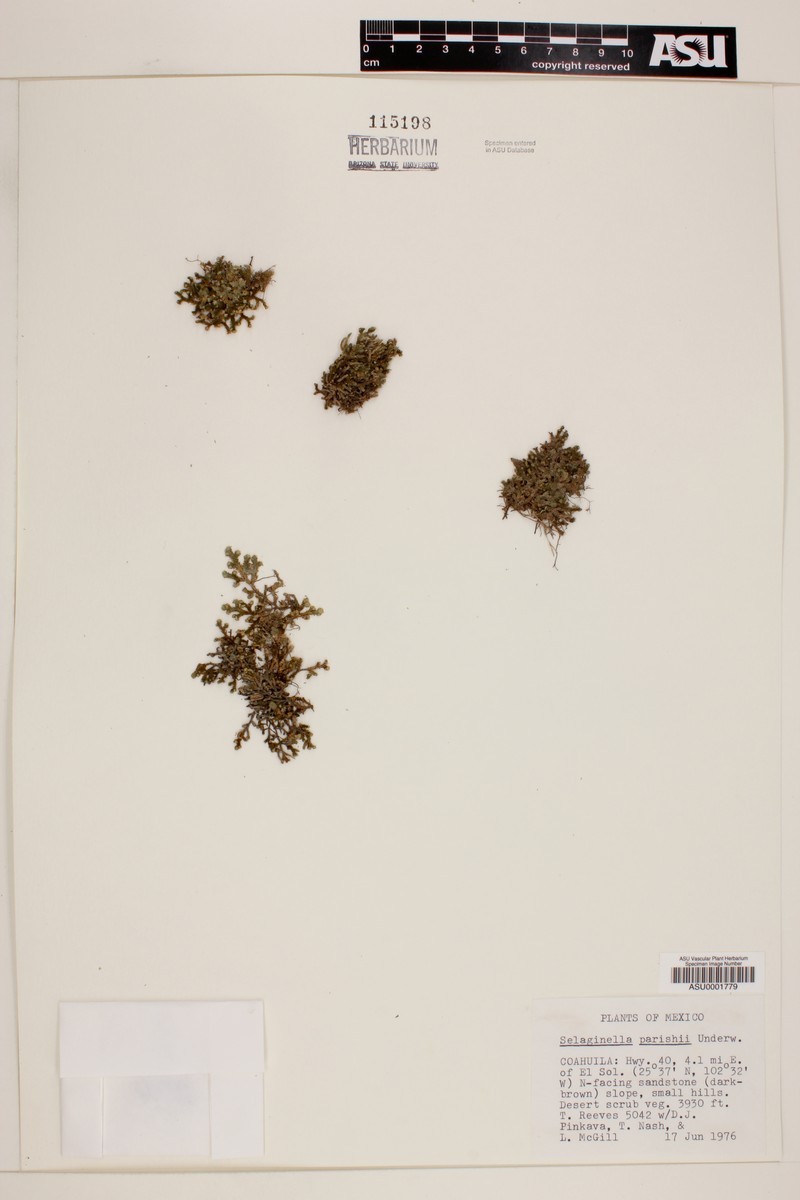 Selaginella parishii photo 3