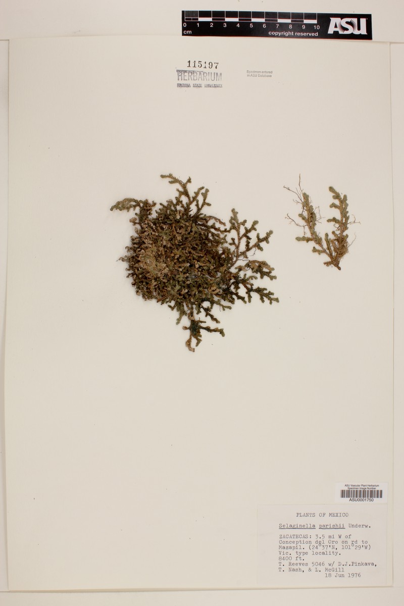 Selaginella parishii photo 4