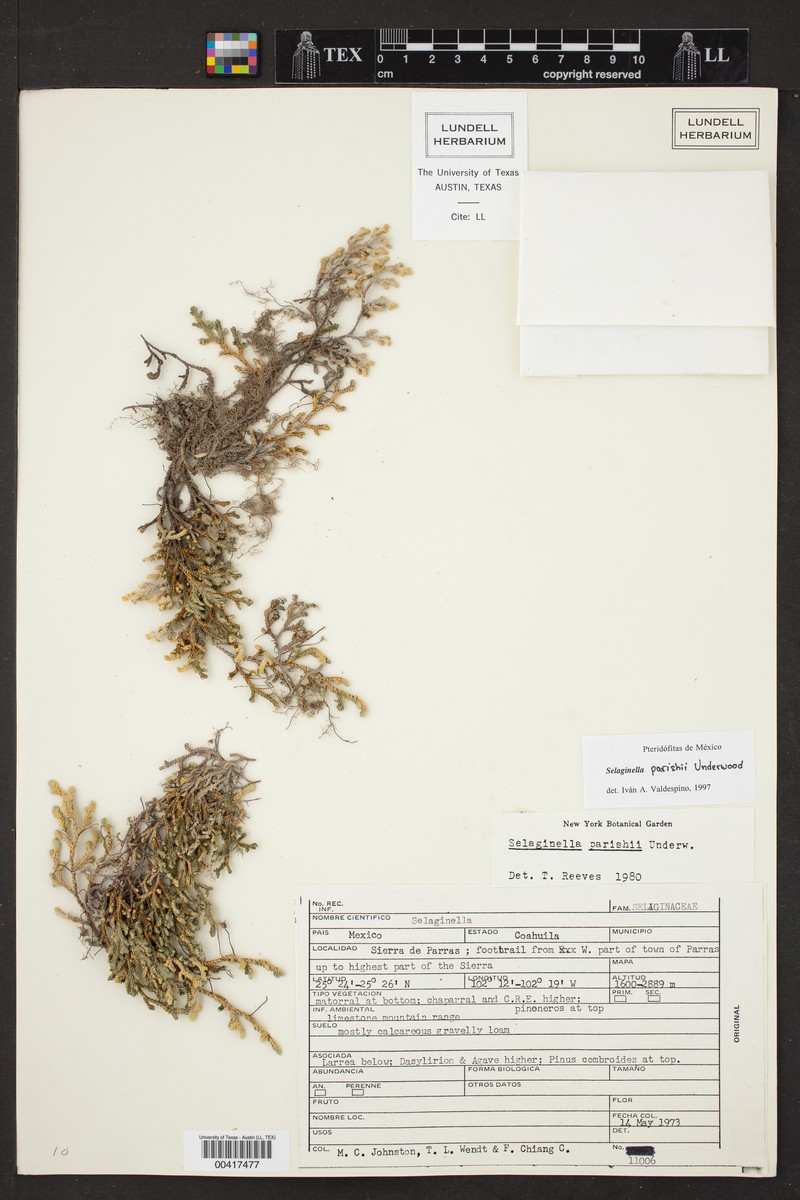 Selaginella parishii photo 5