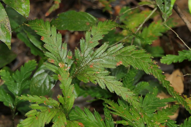 Selaginella parkeri