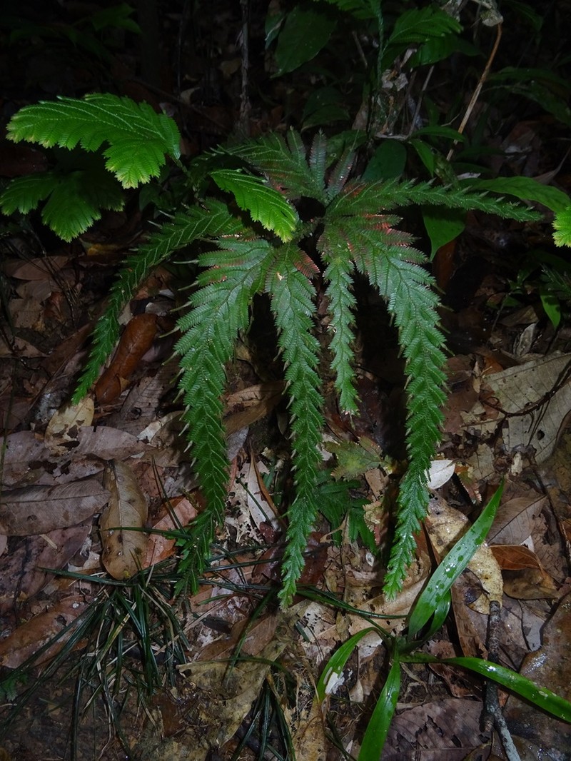 Selaginella parkeri photo 2