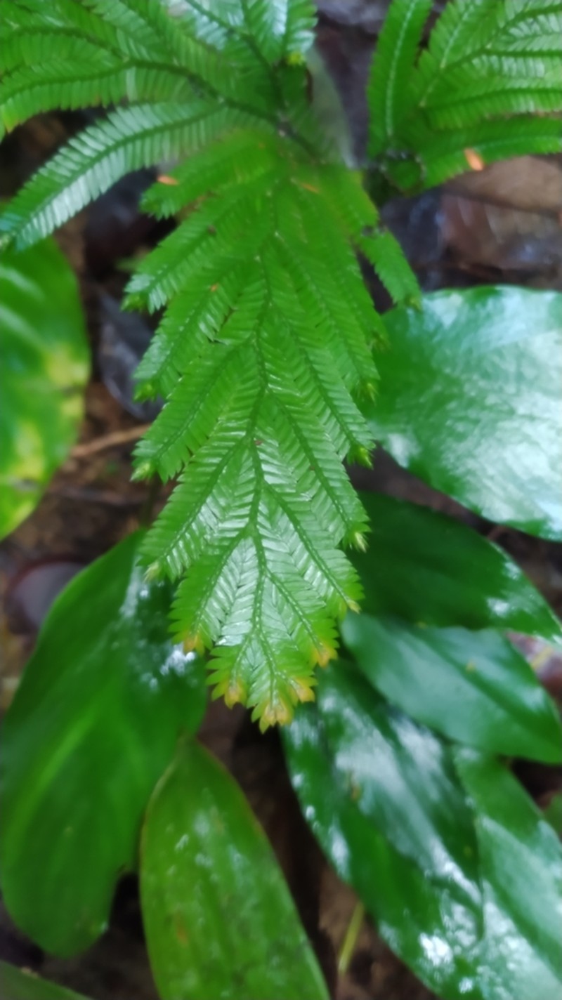 Selaginella parkeri photo 3