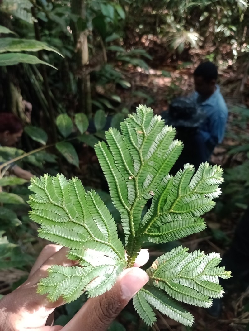 Selaginella parkeri photo 4