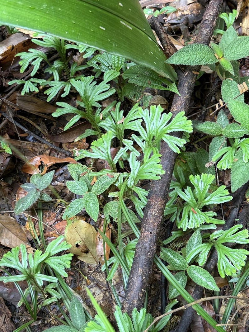Selaginella parkeri photo 5