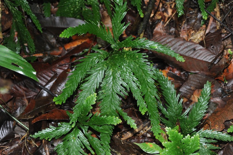 Selaginella parkeri photo 6