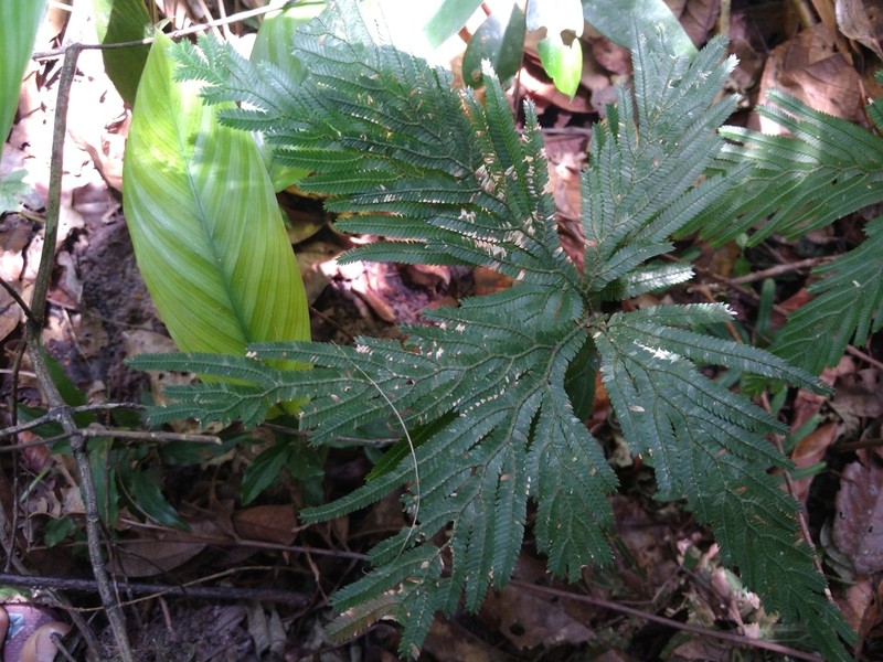 Selaginella parkeri photo 7