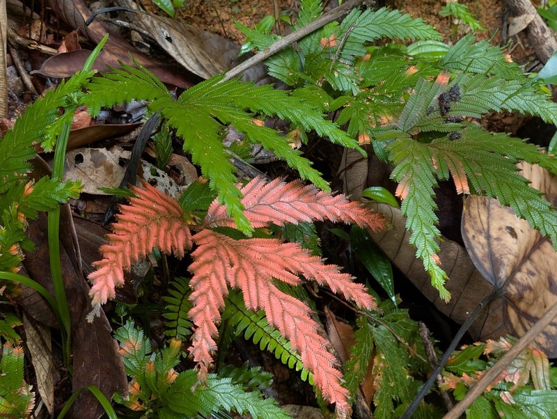 Selaginella parkeri photo 8