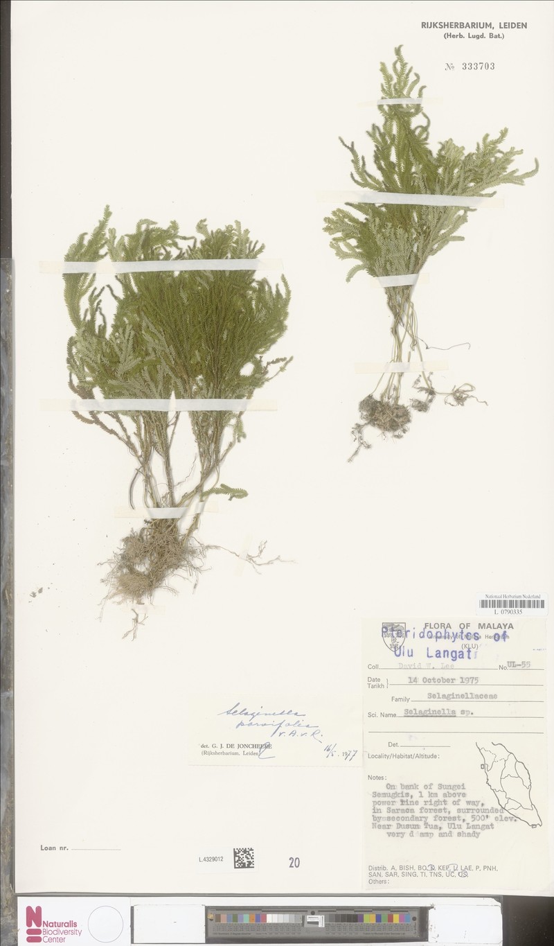 Selaginella parvifolia