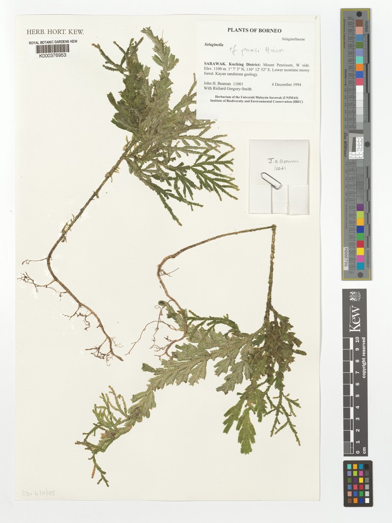 Selaginella paxii