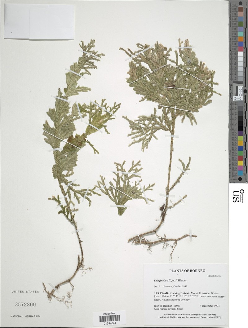 Selaginella paxii photo 2