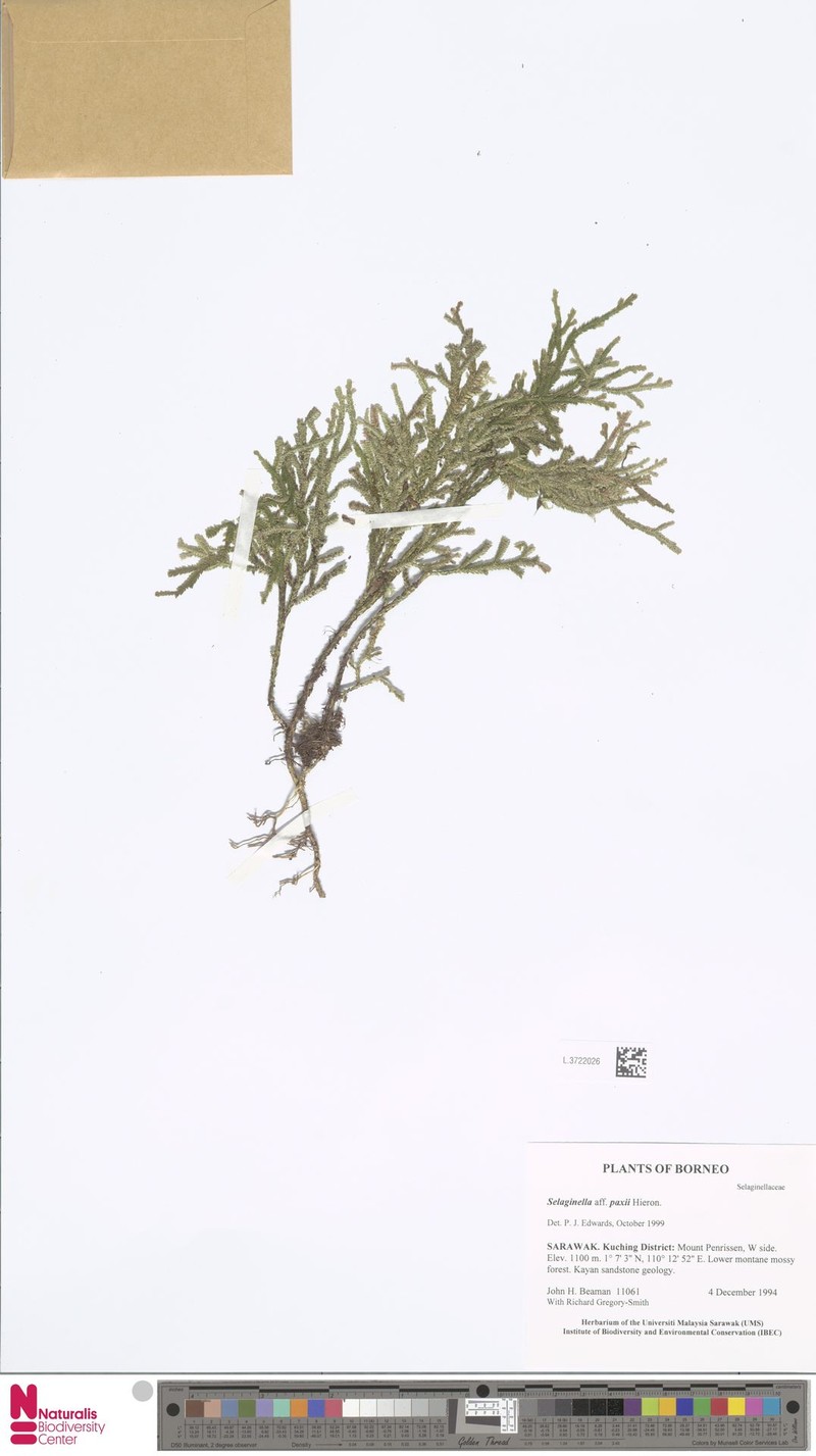 Selaginella paxii photo 3