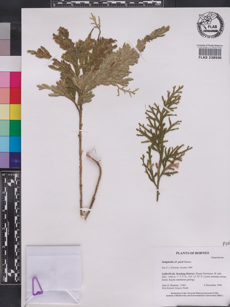 Selaginella paxii photo 4