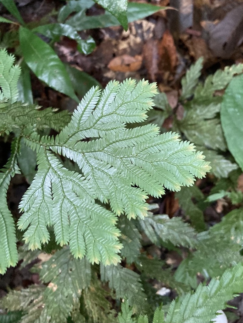 Selaginella pedata