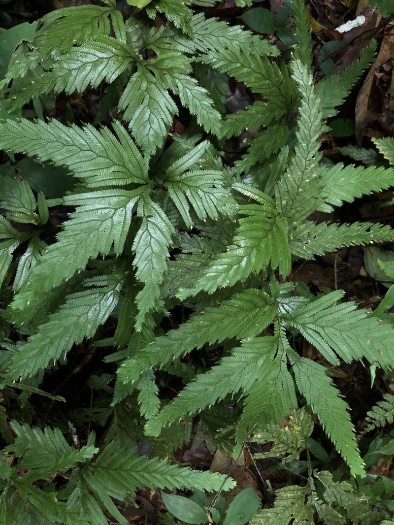 Selaginella pedata photo 2