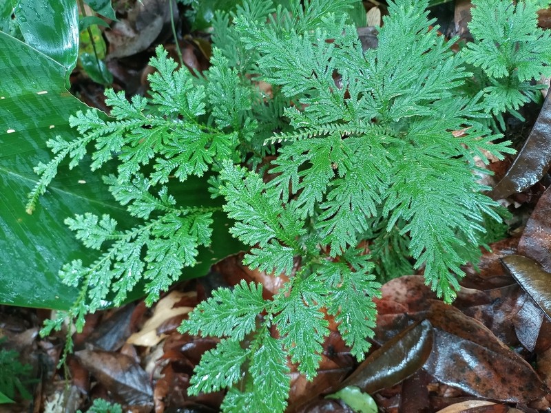 Selaginella pedata photo 3