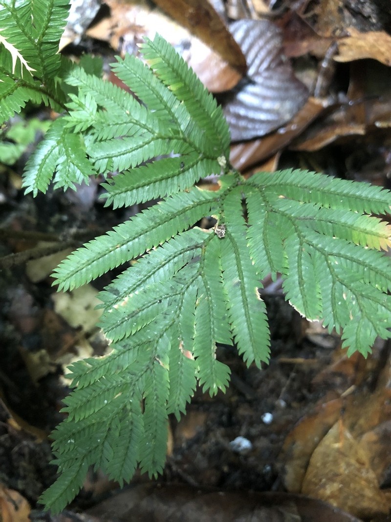 Selaginella pedata photo 4