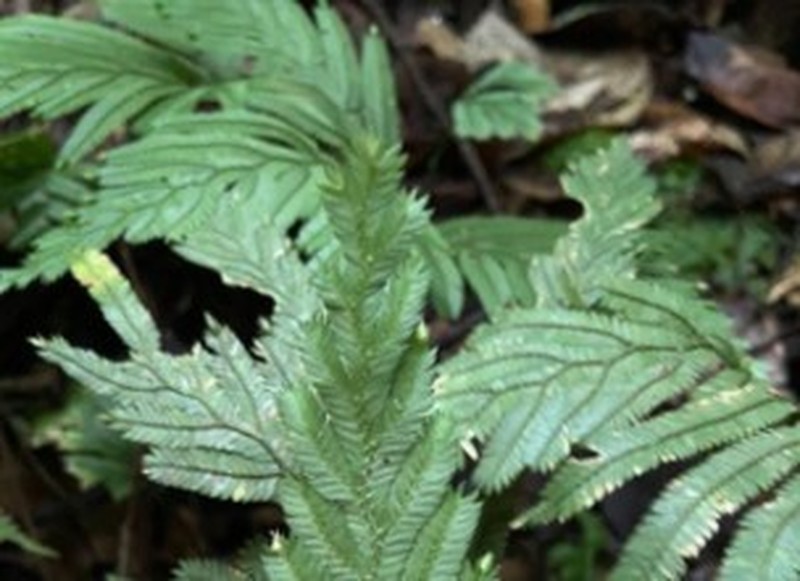 Selaginella pedata photo 5