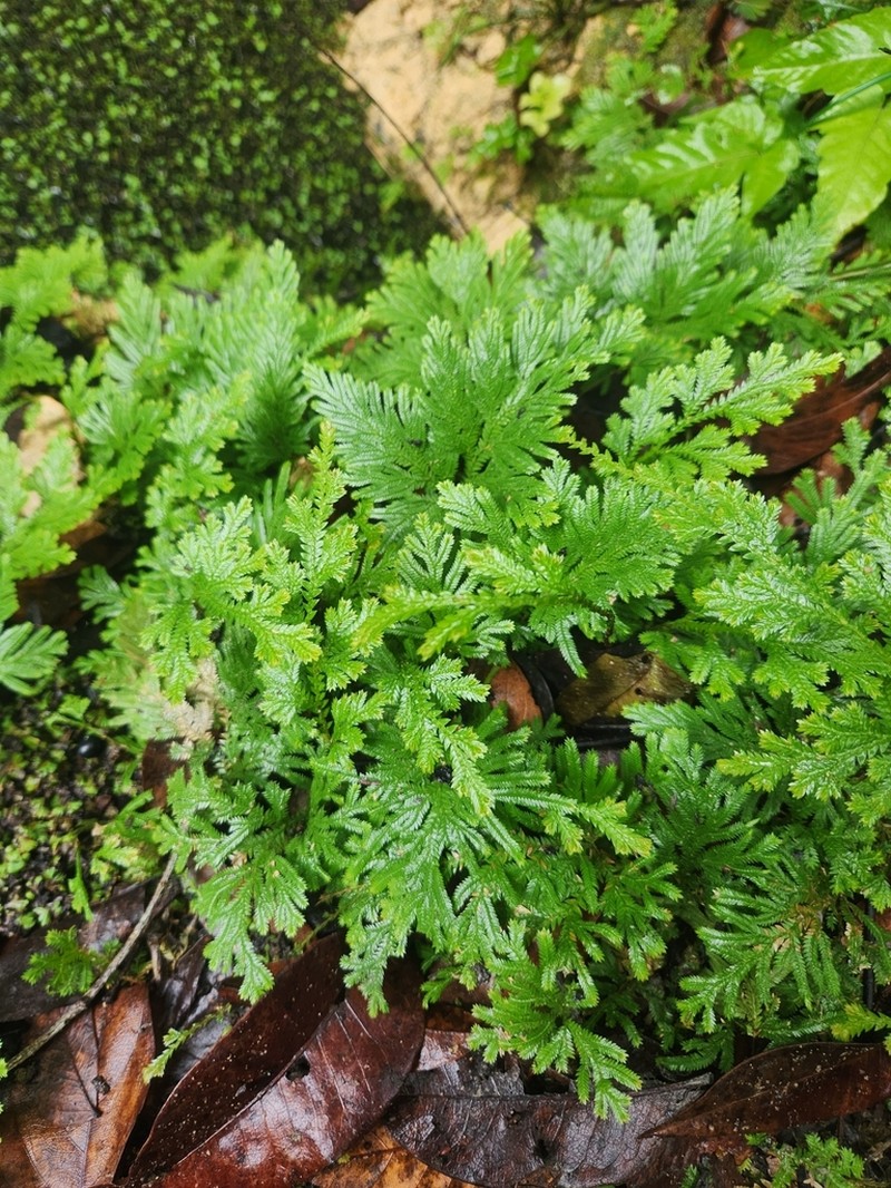 Selaginella pedata photo 6