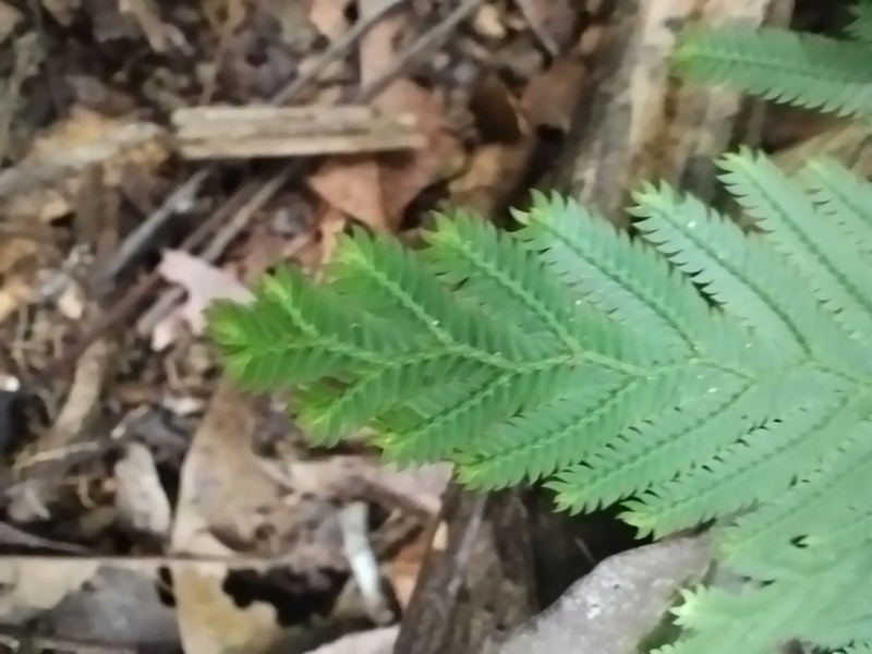 Selaginella pedata photo 7