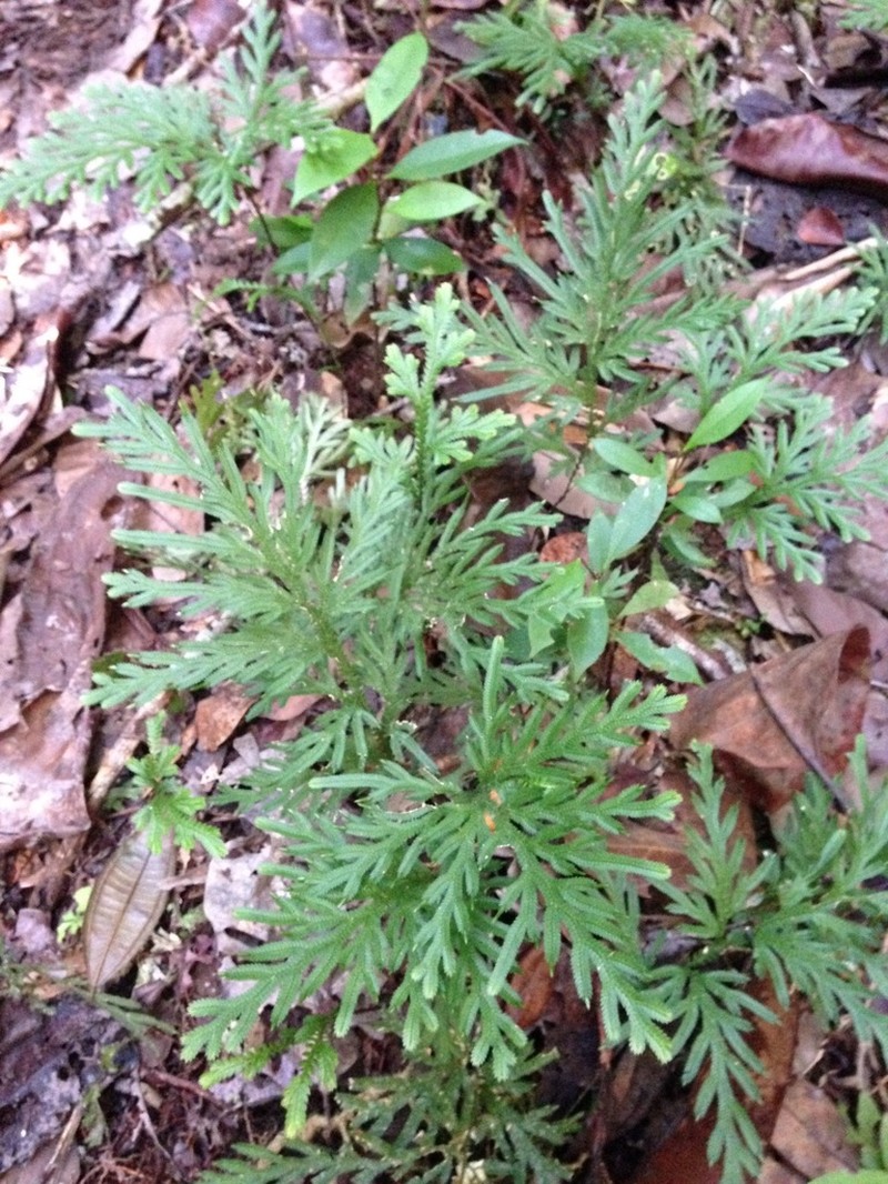Selaginella pedata photo 8