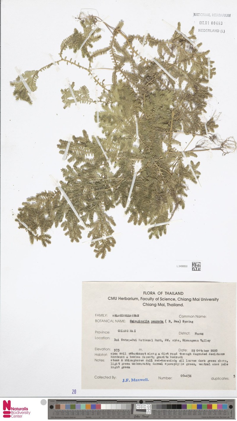 Selaginella pennata