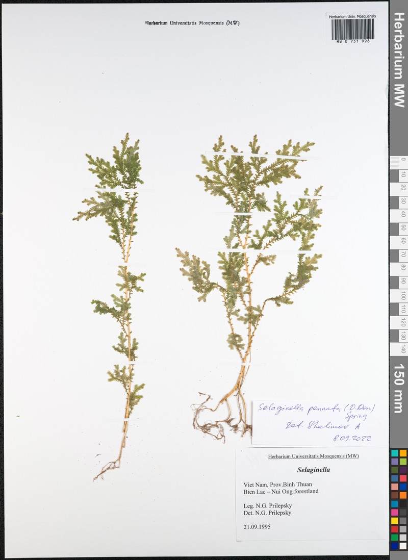 Selaginella pennata photo 2