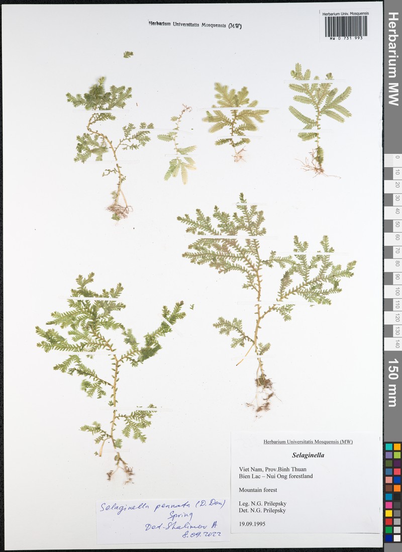 Selaginella pennata photo 3