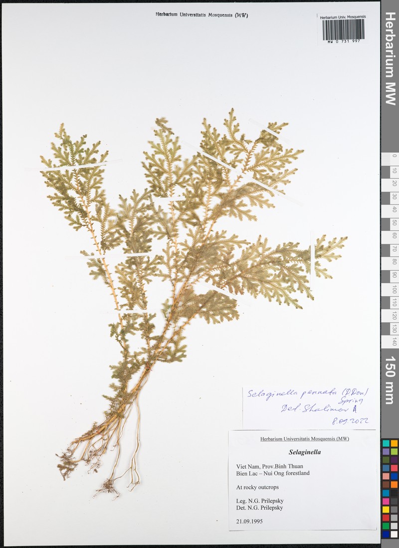 Selaginella pennata photo 4