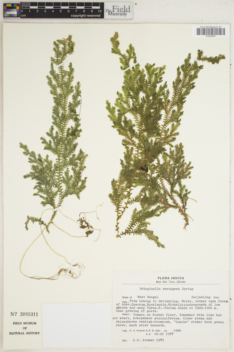 Selaginella pentagona