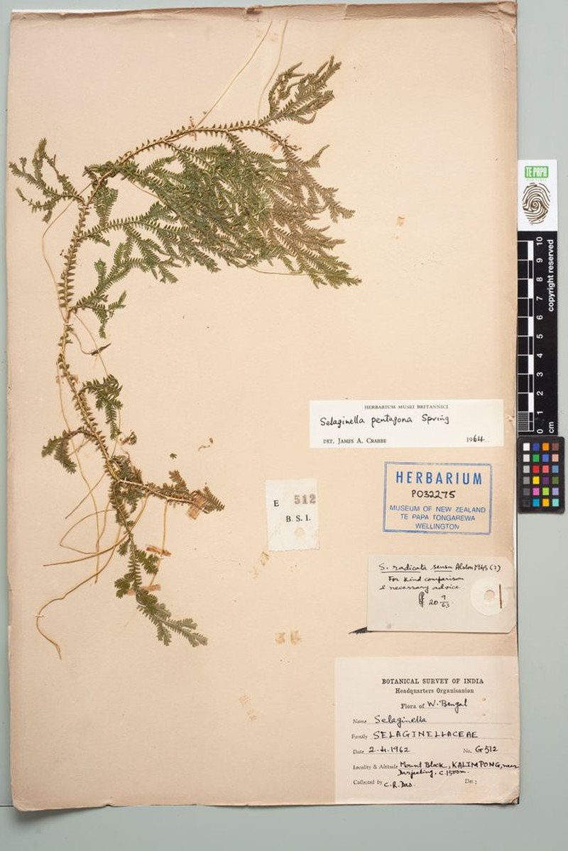 Selaginella pentagona photo 2
