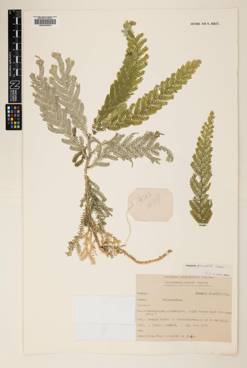 Selaginella permutata