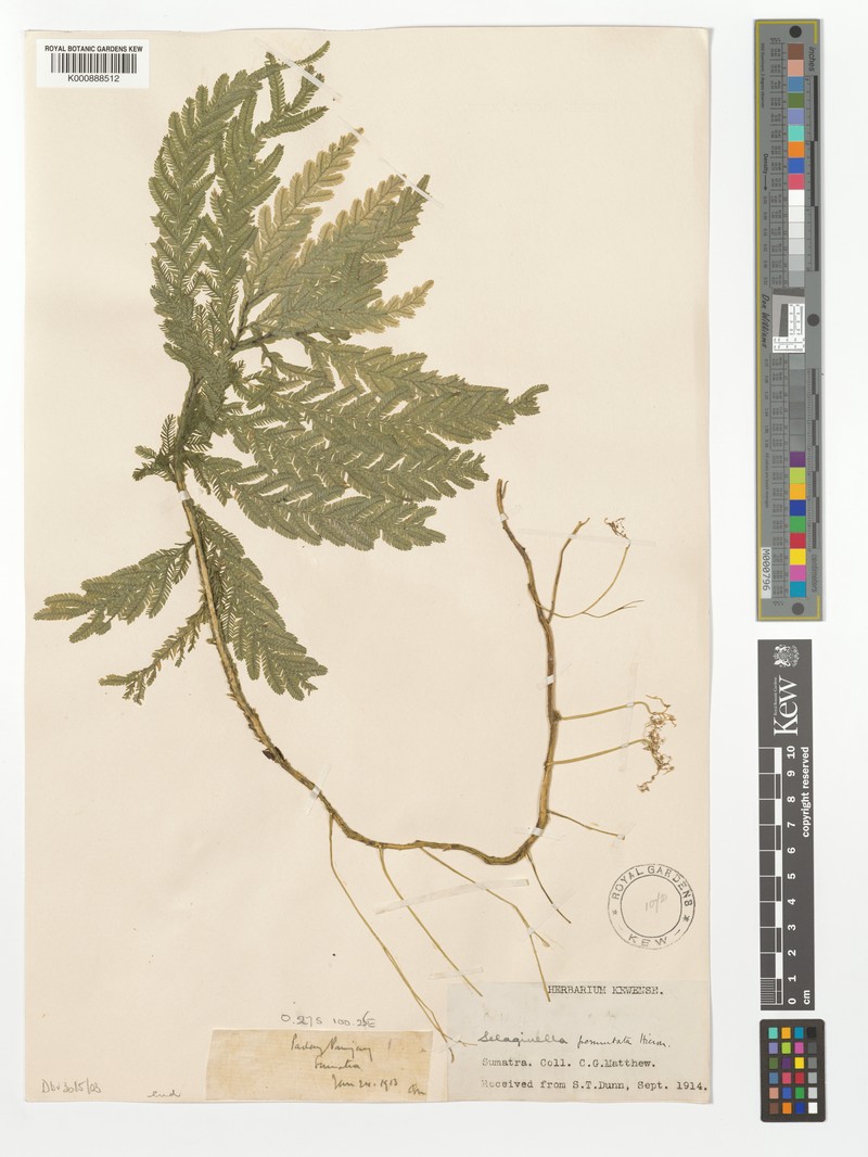 Selaginella permutata photo 2