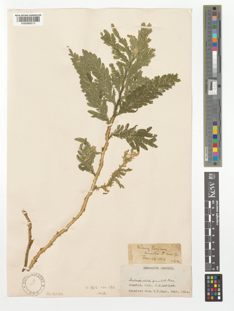 Selaginella permutata photo 3