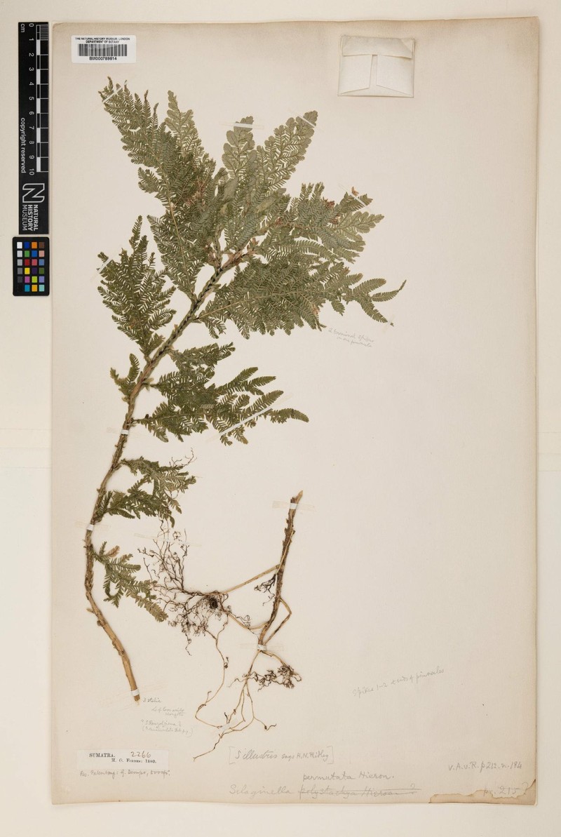 Selaginella permutata photo 4