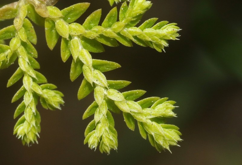 Selaginella perpusilla